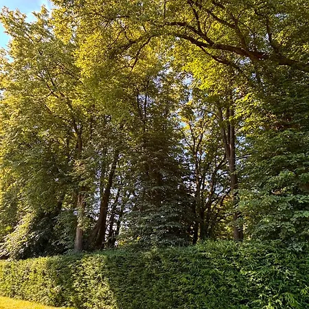 Sous Les Tilleuls